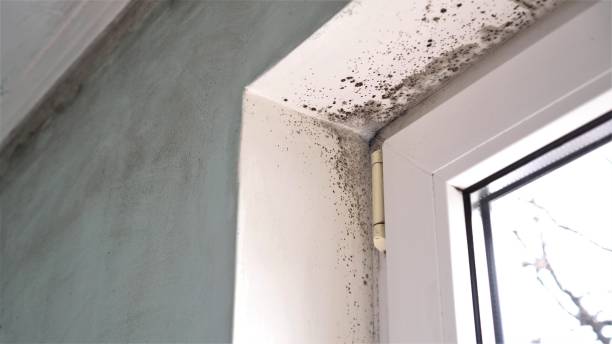 Best Toxic Mold Removal  in Tucker, GA