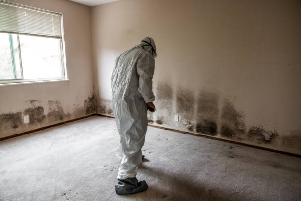 Best Mold Damage Repair  in Tucker, GA
